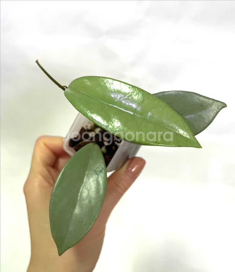 호야 윌버그레이브 풀실버--0