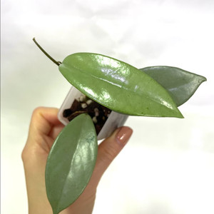 호야 윌버그레이브 풀실버