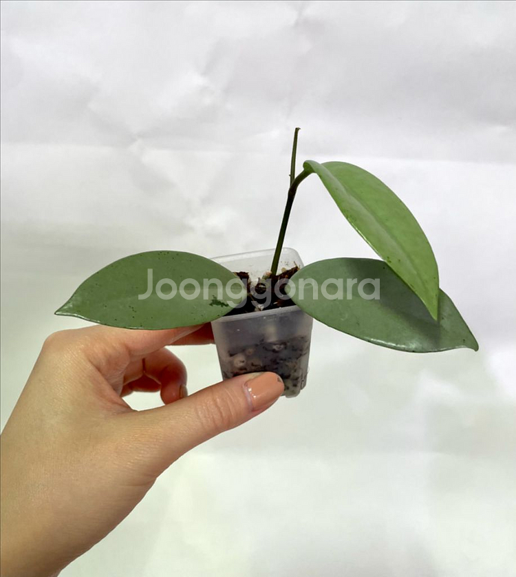 호야 윌버그레이브 풀실버--2