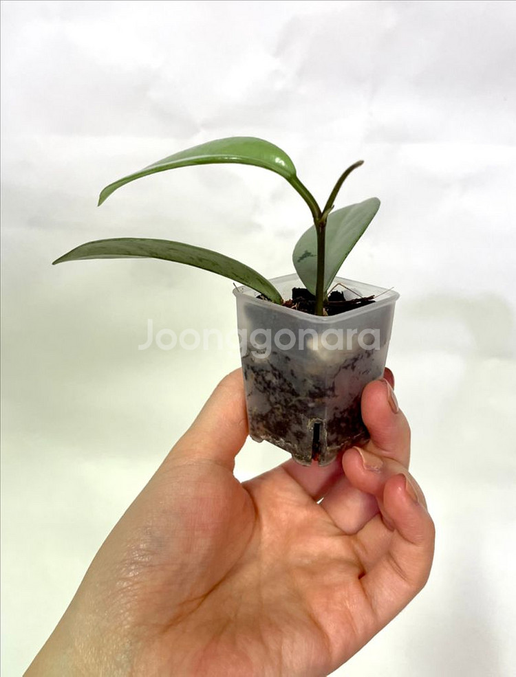 호야 윌버그레이브 풀실버--3