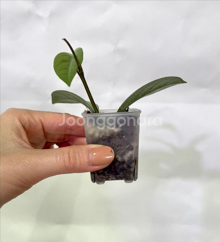 호야 윌버그레이브 풀실버--4