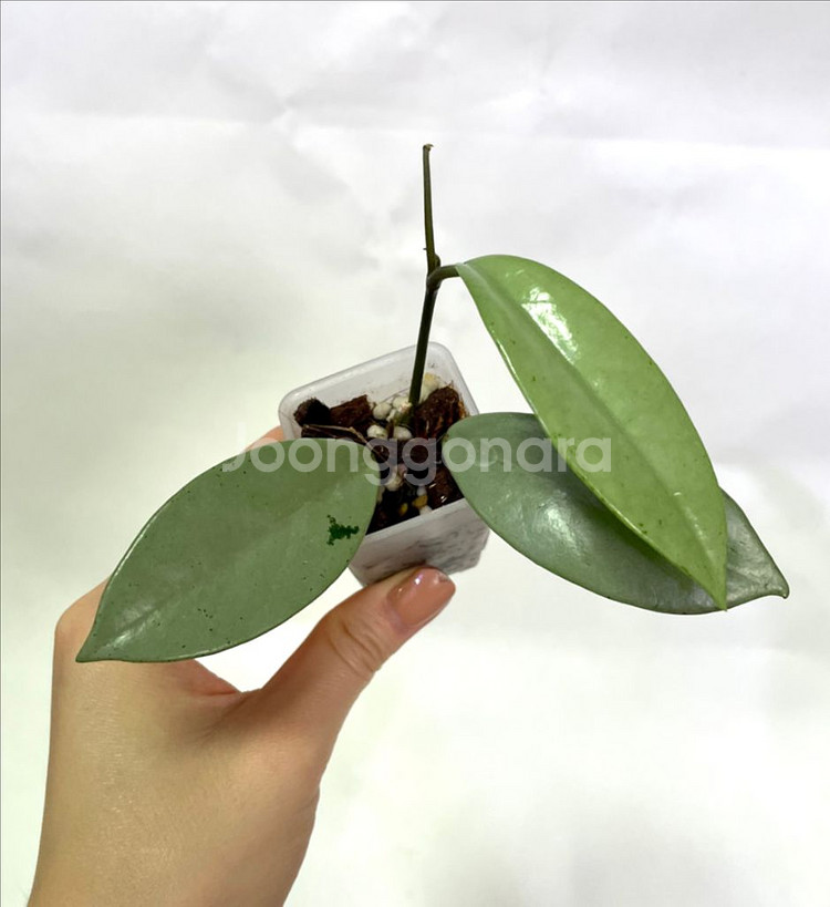 호야 윌버그레이브 풀실버--1