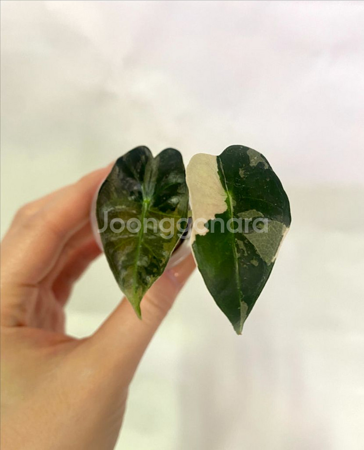 알로카시아 흰무늬거북--0