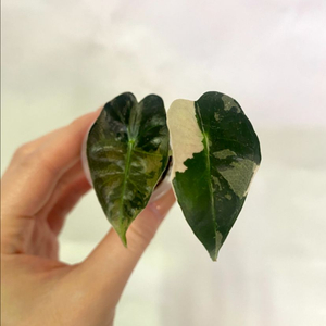 알로카시아 흰무늬거북