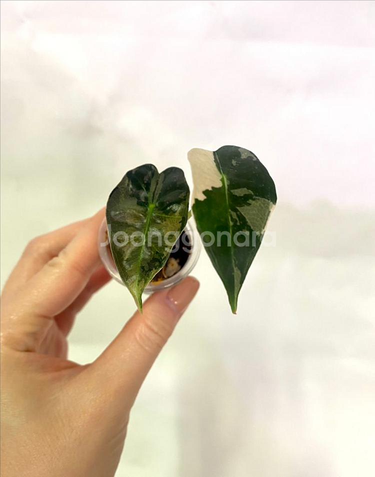 알로카시아 흰무늬거북--1