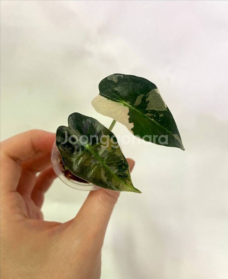 알로카시아 흰무늬거북--5