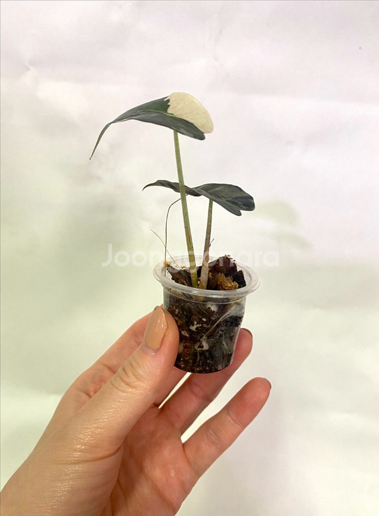 알로카시아 흰무늬거북--4