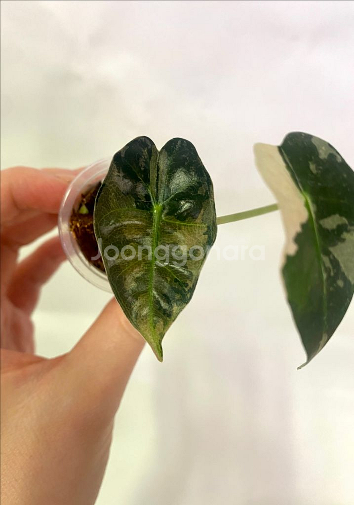 알로카시아 흰무늬거북--3
