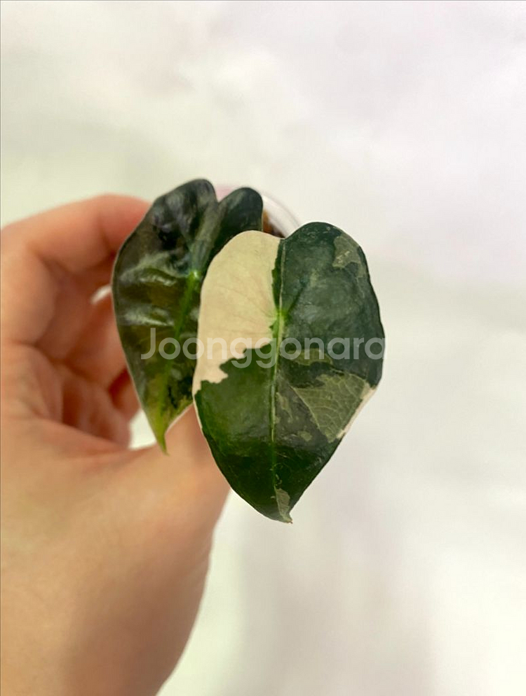 알로카시아 흰무늬거북--2