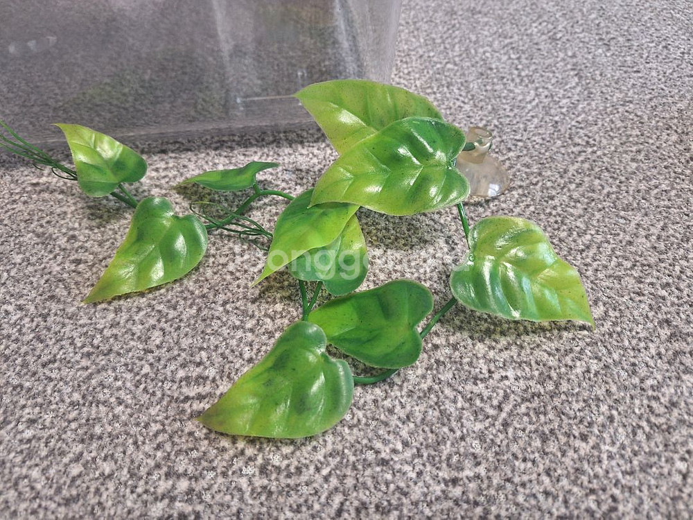 사각채집통 왕대사이즈 플라스틱 어항--3