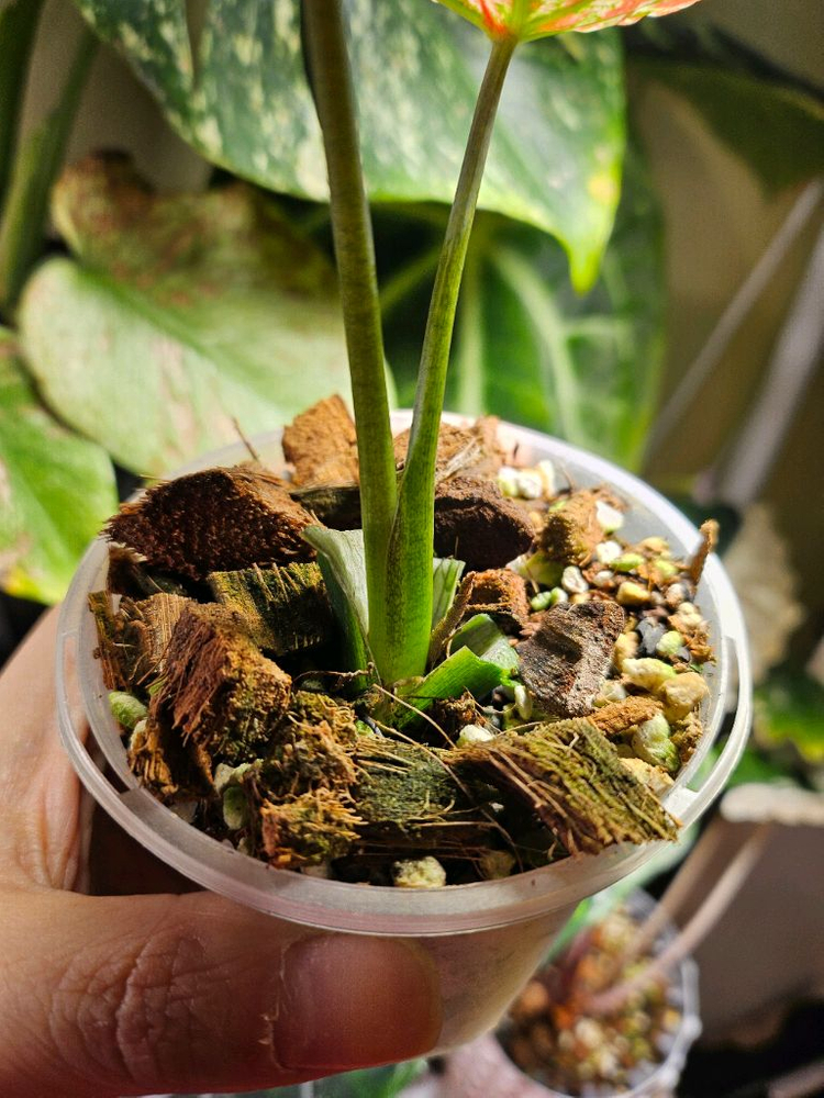 칼라디움 크리스마스 레드탱고--4