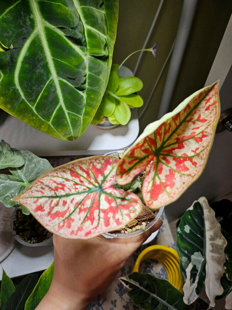 칼라디움 크리스마스 레드탱고--2