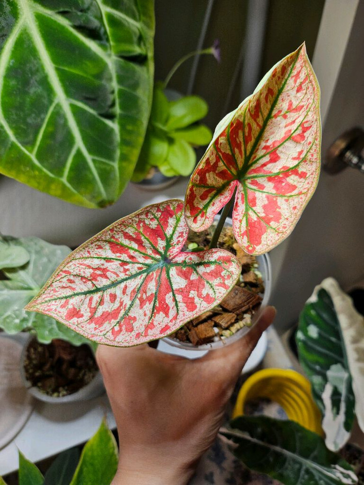 칼라디움 크리스마스 레드탱고--1