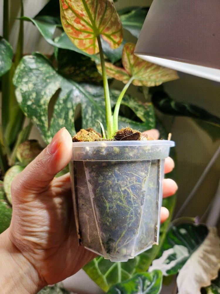 칼라디움 크리스마스 레드탱고--3