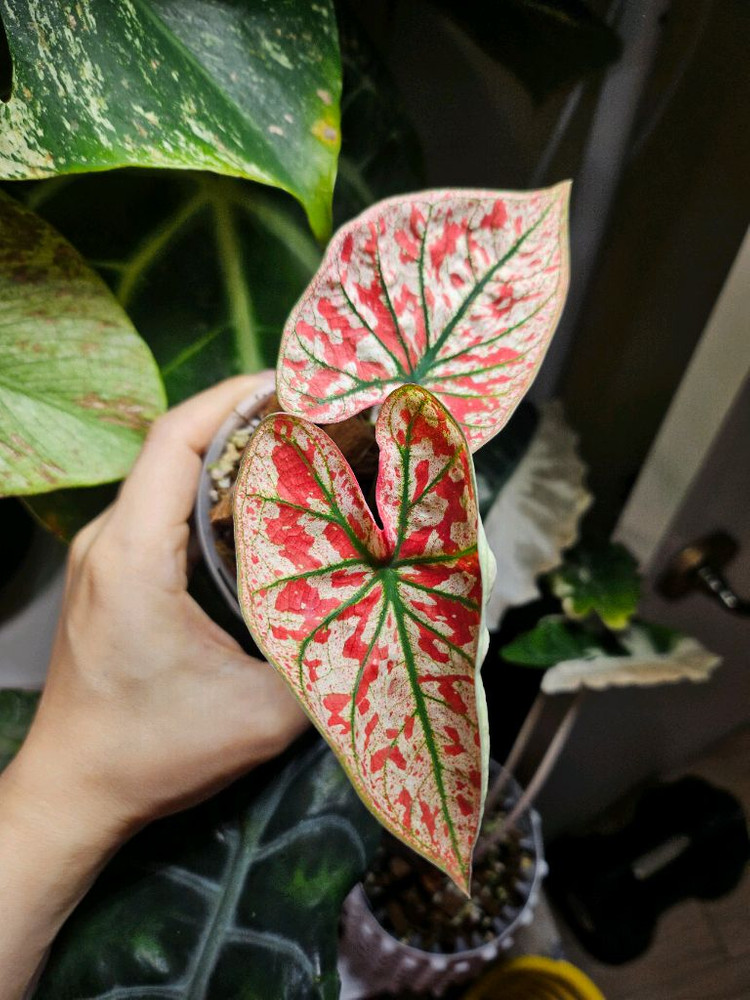 칼라디움 크리스마스 레드탱고--5