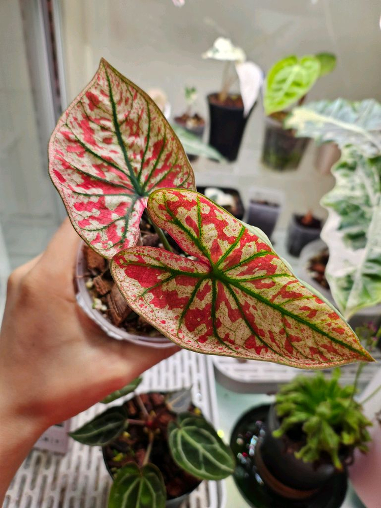 칼라디움 크리스마스 레드탱고--6