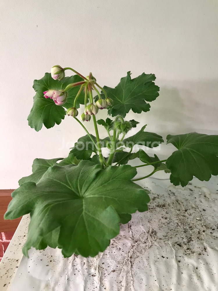 카이로의장미 러시아 제라늄--1