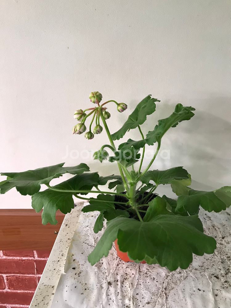 카이로의장미 러시아 제라늄--2