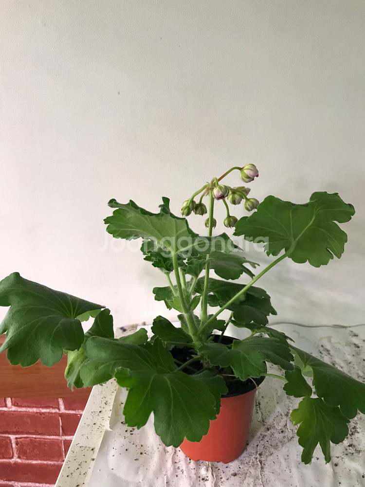 카이로의장미 러시아 제라늄--3