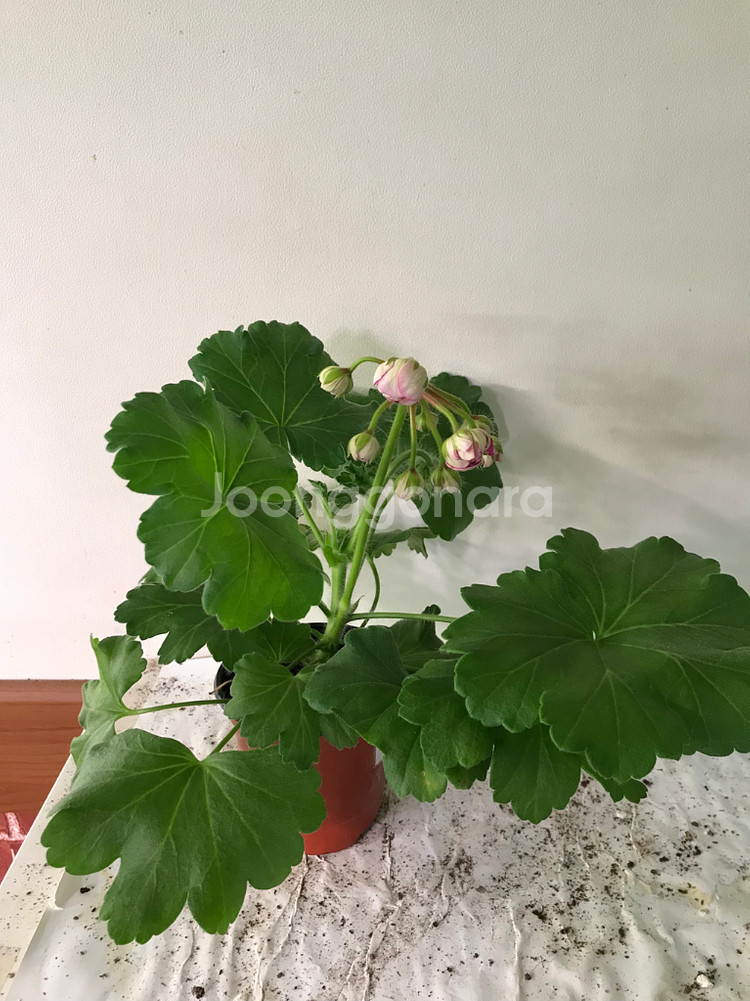 카이로의장미 러시아 제라늄--0