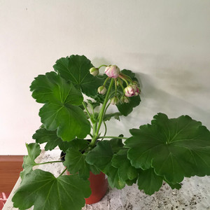 카이로의장미 러시아 제라늄