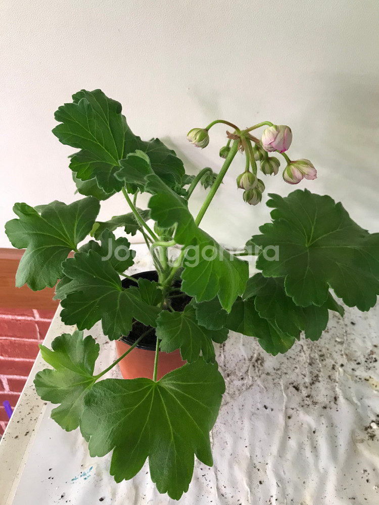 카이로의장미 러시아 제라늄--5