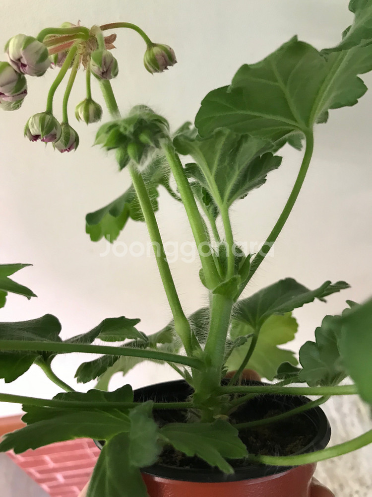 카이로의장미 러시아 제라늄--8