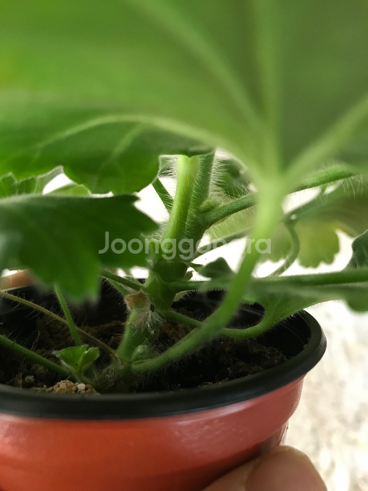 카이로의장미 러시아 제라늄--6