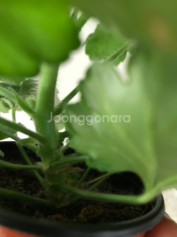 카이로의장미 러시아 제라늄--7