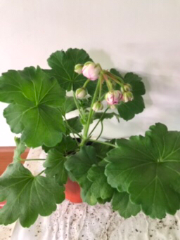 카이로의장미 러시아 제라늄--9