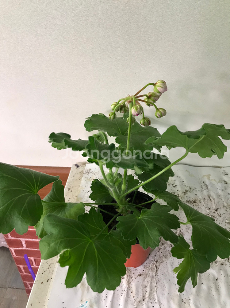 카이로의장미 러시아 제라늄--4