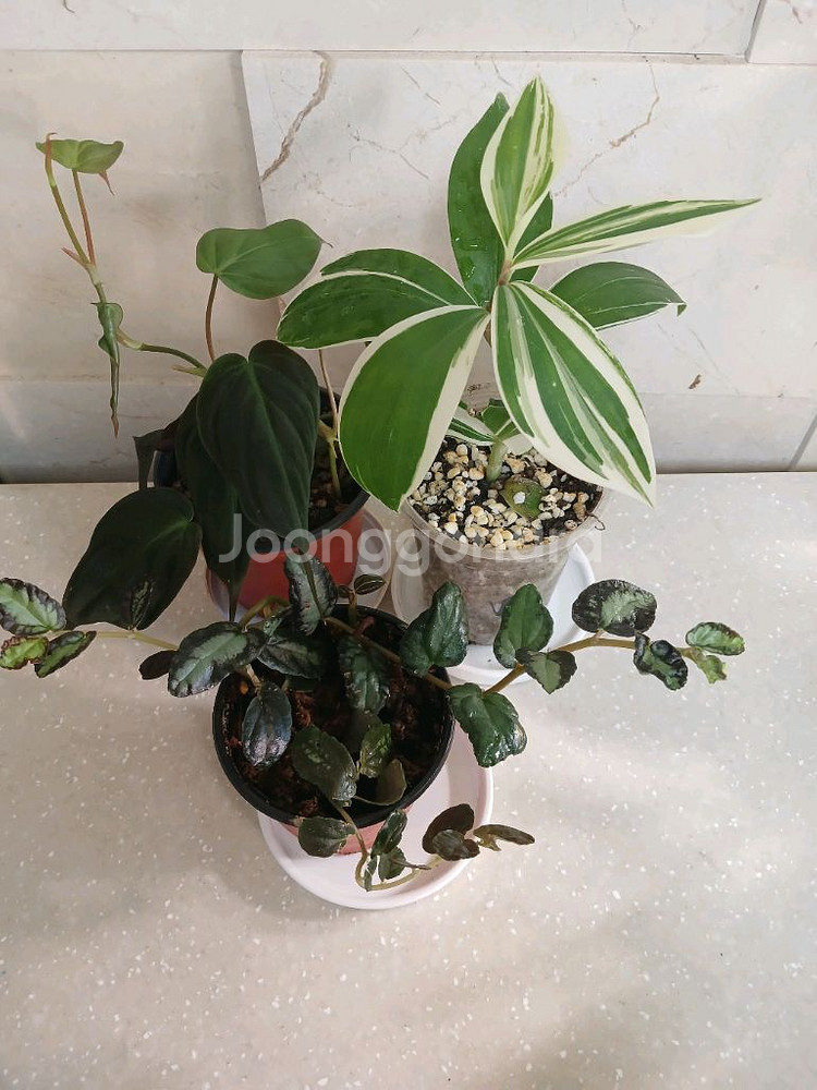 미칸. 펠리오니아리펜스.무늬코스터스 3종 일--0