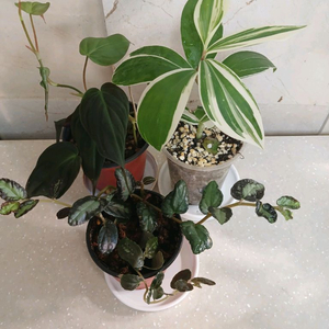 미칸. 펠리오니아리펜스.무늬코스터스 3종 일