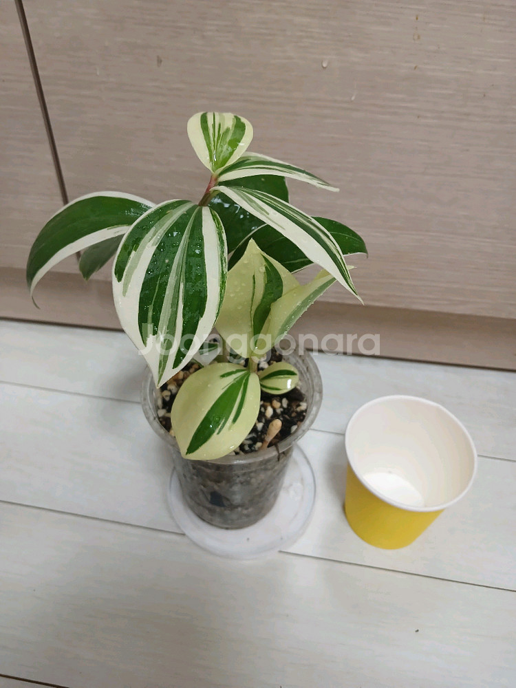 미칸. 펠리오니아리펜스.무늬코스터스 3종 일--1