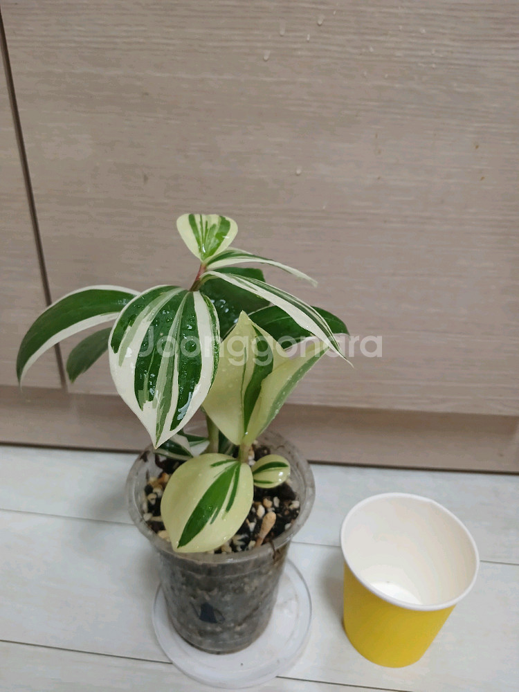 미칸. 펠리오니아리펜스.무늬코스터스 3종 일--2