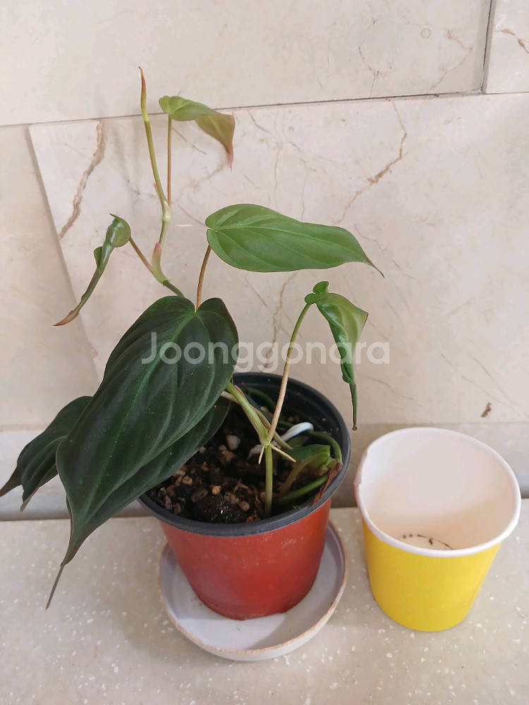 미칸. 펠리오니아리펜스.무늬코스터스 3종 일--3