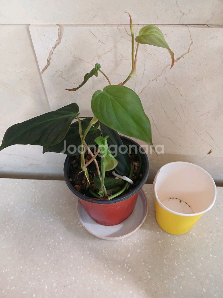 미칸. 펠리오니아리펜스.무늬코스터스 3종 일--4