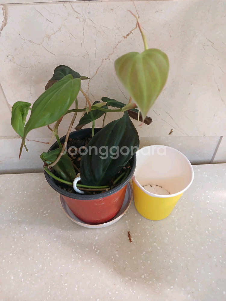 미칸. 펠리오니아리펜스.무늬코스터스 3종 일--5