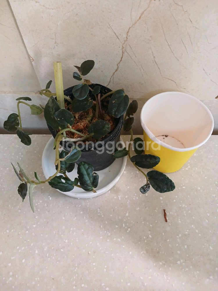 미칸. 펠리오니아리펜스.무늬코스터스 3종 일--6