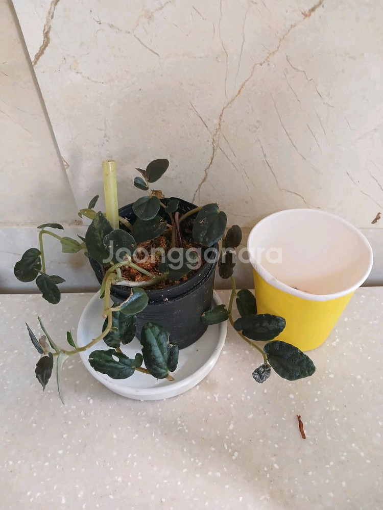 미칸. 펠리오니아리펜스.무늬코스터스 3종 일--7