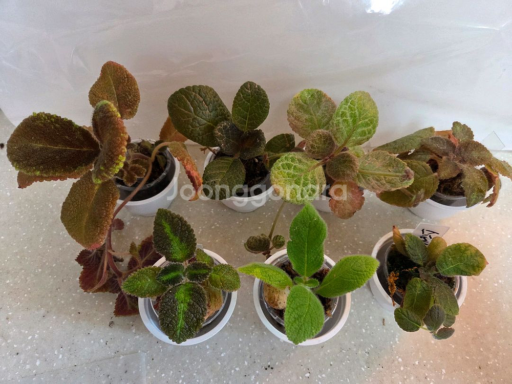 에피스시아 7종 일괄_ 페비데드쟈드.그린피스.벨벳스타--0