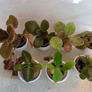 에피스시아 7종 일괄_ 페비데드쟈드.그린피스.벨벳스타