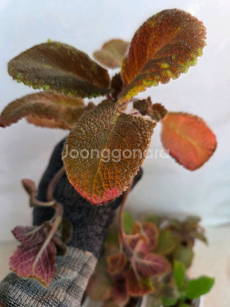 에피스시아 7종 일괄_ 페비데드쟈드.그린피스.벨벳스타--1