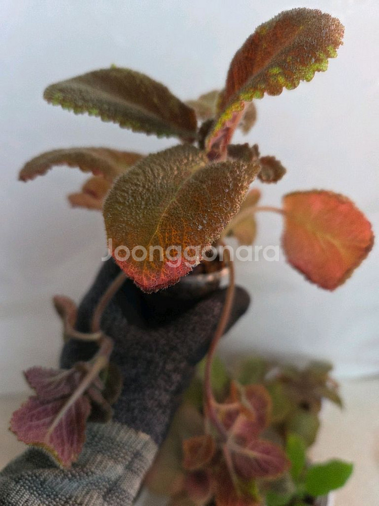 에피스시아 7종 일괄_ 페비데드쟈드.그린피스.벨벳스타--2