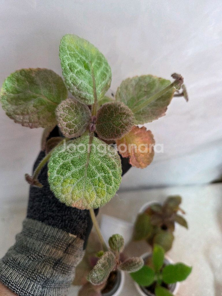 에피스시아 7종 일괄_ 페비데드쟈드.그린피스.벨벳스타--4