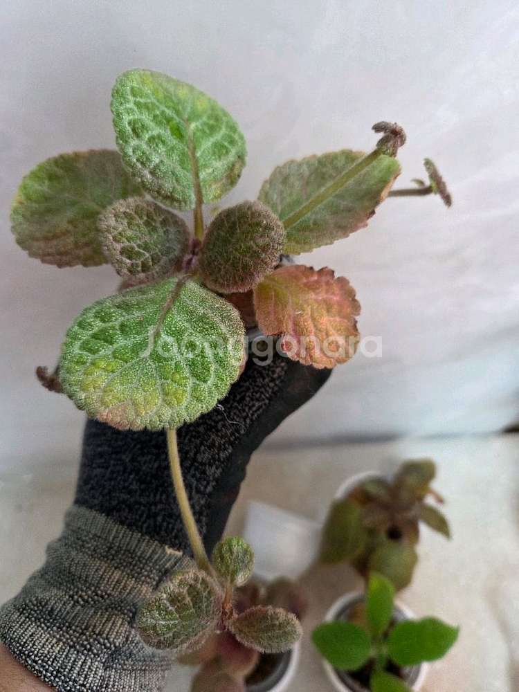 에피스시아 7종 일괄_ 페비데드쟈드.그린피스.벨벳스타--5