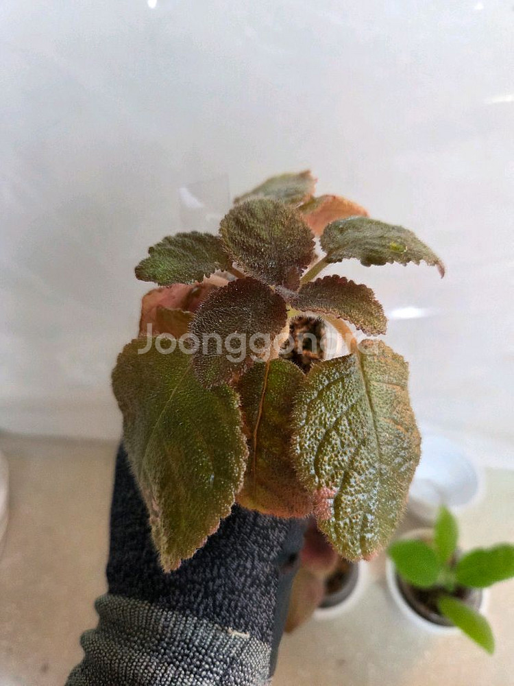 에피스시아 7종 일괄_ 페비데드쟈드.그린피스.벨벳스타--6