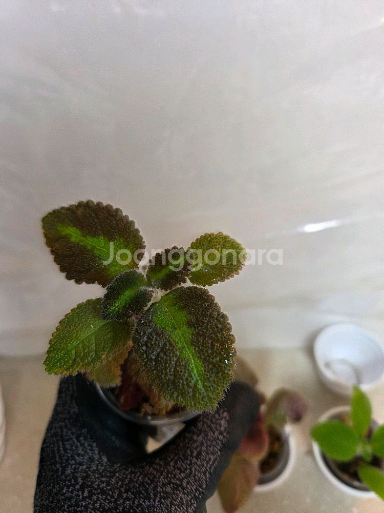 에피스시아 7종 일괄_ 페비데드쟈드.그린피스.벨벳스타--7