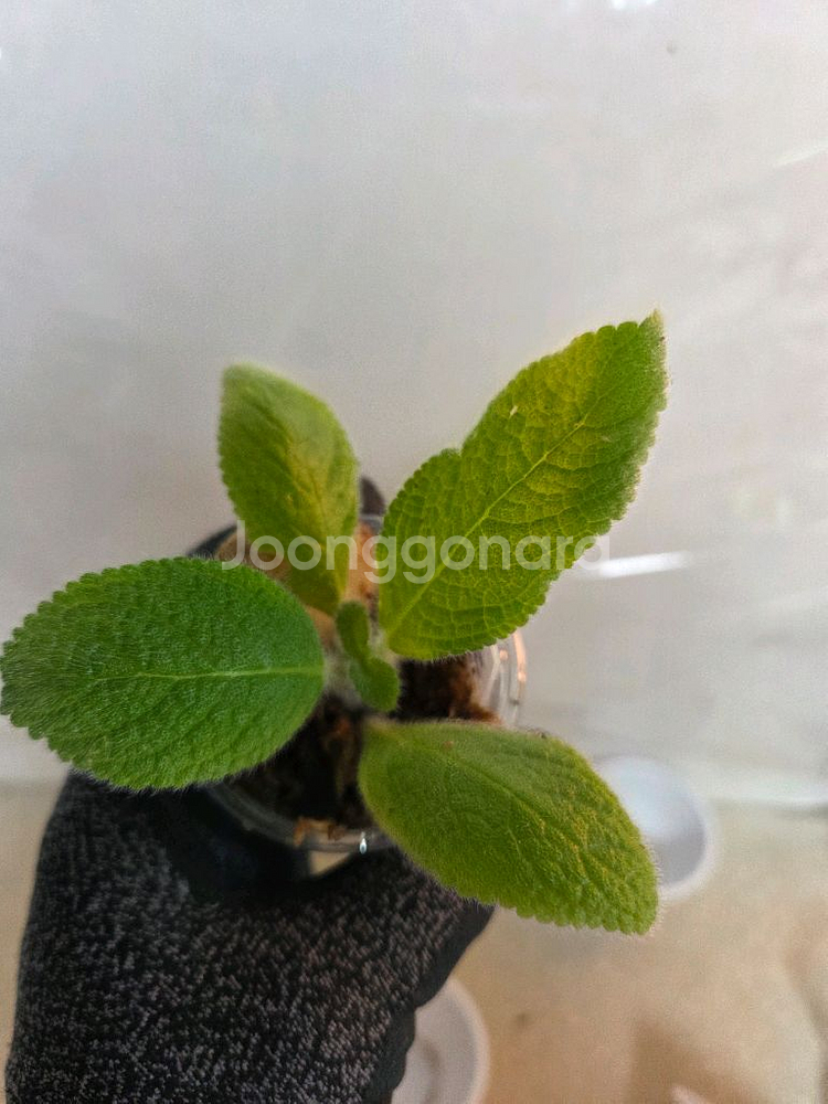 에피스시아 7종 일괄_ 페비데드쟈드.그린피스.벨벳스타--9