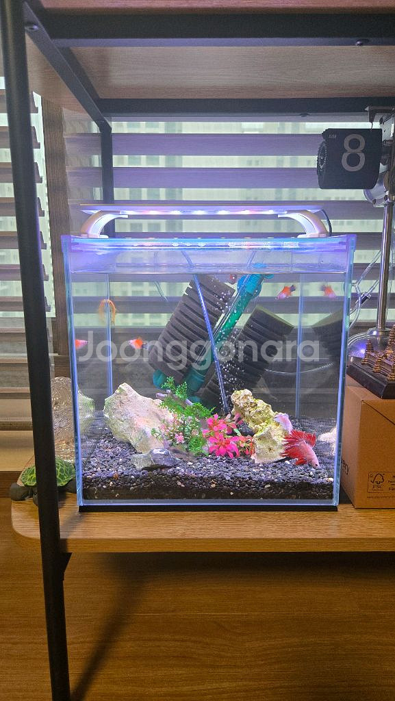 어항 풀세트 가로폭높이 30cm 30cm 30cm--2